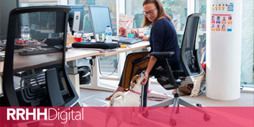 A dog in the office?  Dog friendly companies are a trend in Spain and allow them to attract more talent