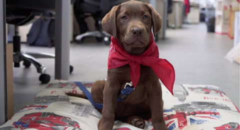 Purina con Fundación Adecco y Associació CRIT para socializar a perros de terapia